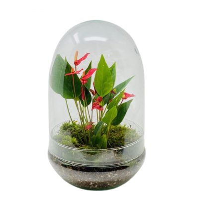 terrarium-anthurium-nano-maryflor-consegna-domicilio-cosaporto