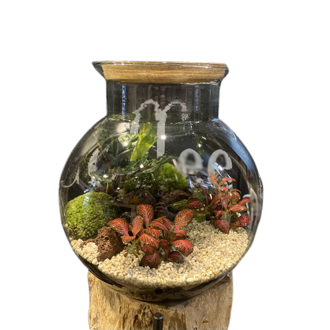 terrarium-terra-vivant-maryflor-consegna-domicilio-cosaporto