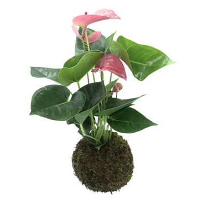 Anthurium nano di Le Koke di Cinthia consegna a domicilio con Cosaporto
