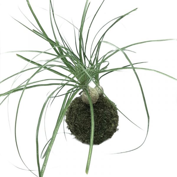 Beaucarnea da Le Koke di Cinthia
