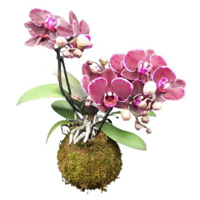 Phalaenopsis da Le Koke di Cinthia consegna a domicilio con Cosaporto
