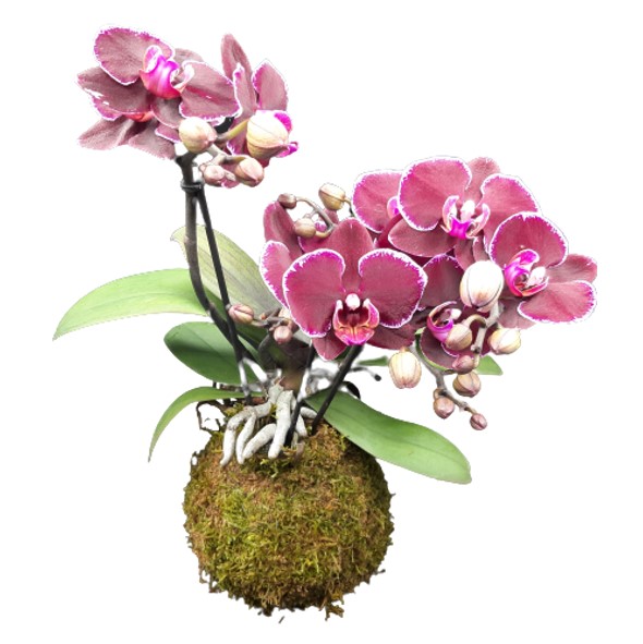 Phalaenopsis da Le Koke di Cinthia consegna a domicilio con Cosaporto