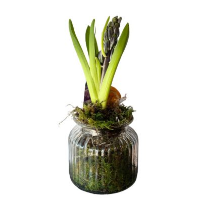 giacinto in vaso consegna domicilio cosaporto