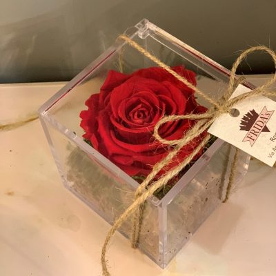 Rosa stabilizzata in cubo di plexiglass di Frida's consegna a domicilio con Cosaporto