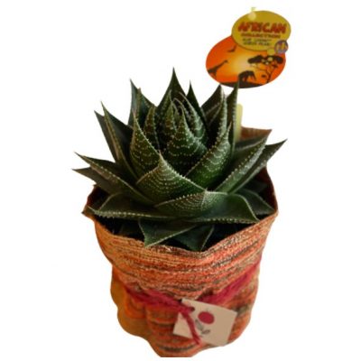 Aloe Cosmo in vaso