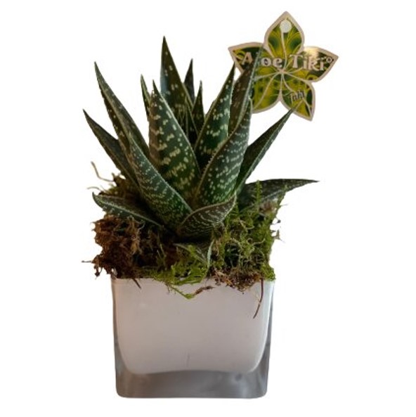 Aloe Tiki in vaso