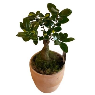 BONSAI FICUS GINSENG