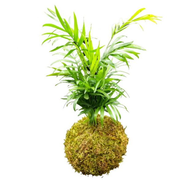 Kokedama di Chamaedorea
