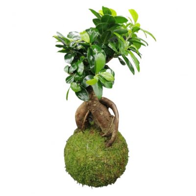 Kokedama di Ficus Ginseng a domicilio con cosaporto