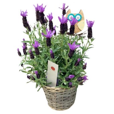Lavanda in cesto di Coral