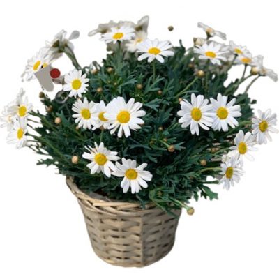 Margherita in cesto di Coral