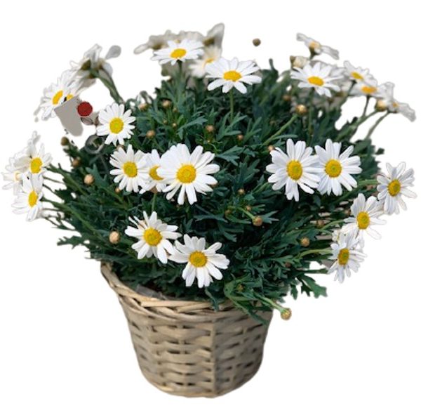 Margherita in cesto di Coral