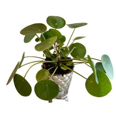 Pilea in vaso