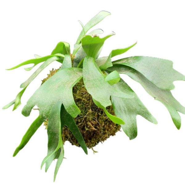 Kokedama di platicerium