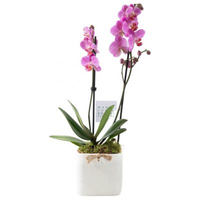 Cubo con Orchidea Phalenopsis Maria Luisa Rocchi Flowers consegna a domicilio con Cosaporto