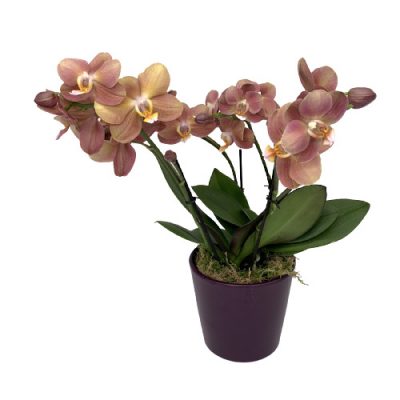 Pianta Orchidea Fiorile Firenze consegna a domicilio con Cosaporto