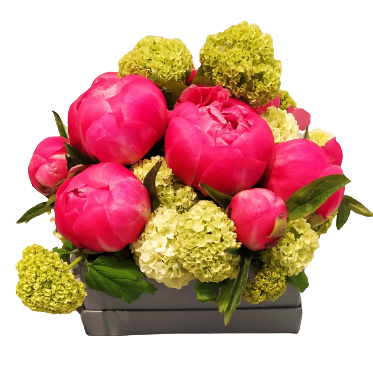 Scatola con Peonie e Viburno Ciaffoni consegna a domicilio con Cosaporto
