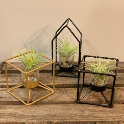 Tillandsia in struttura design
