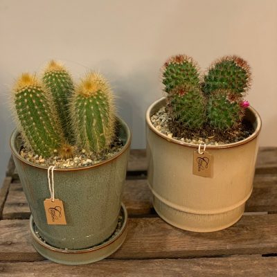 cactus in vaso di ceramica