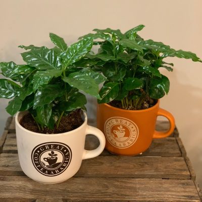 coffea arabica