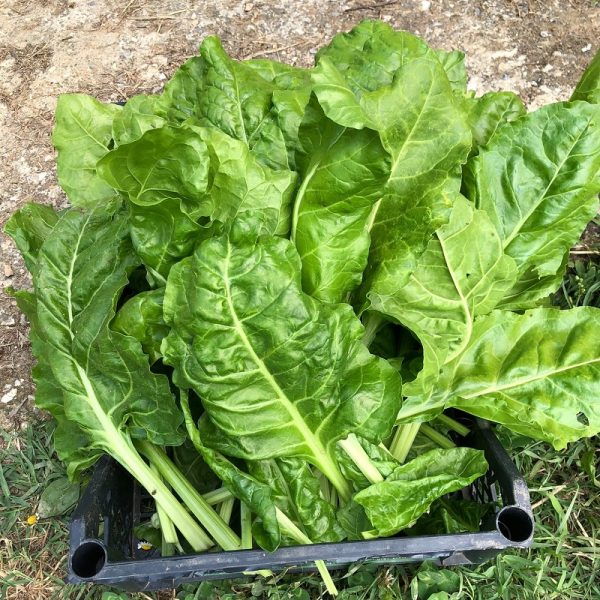 Box Bieta da Taglio BIO Il Sogno Verde consegna a domicilio con Cosaporto