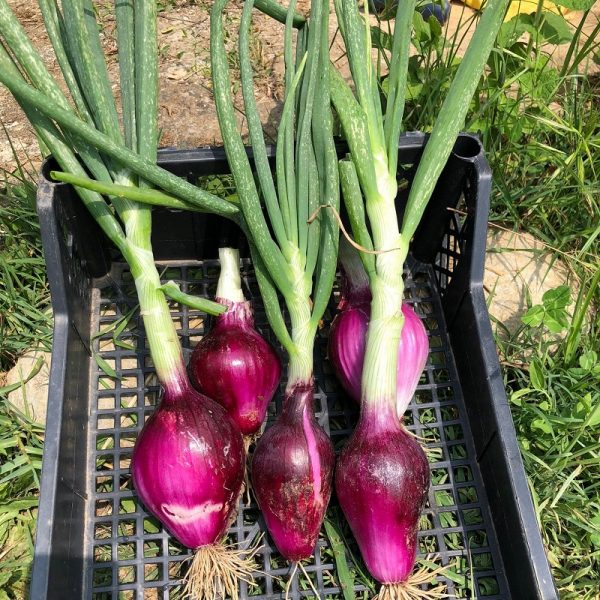 Box Cipolla rossa di Tropea BIO Il Sogno Verde consegna a domicilio con Cosaporto