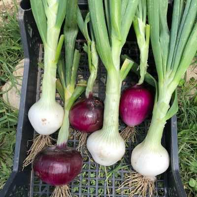 Box Cipolla a scelta BIO Il Sogno Verde consegna a domicilio con Cosaporto