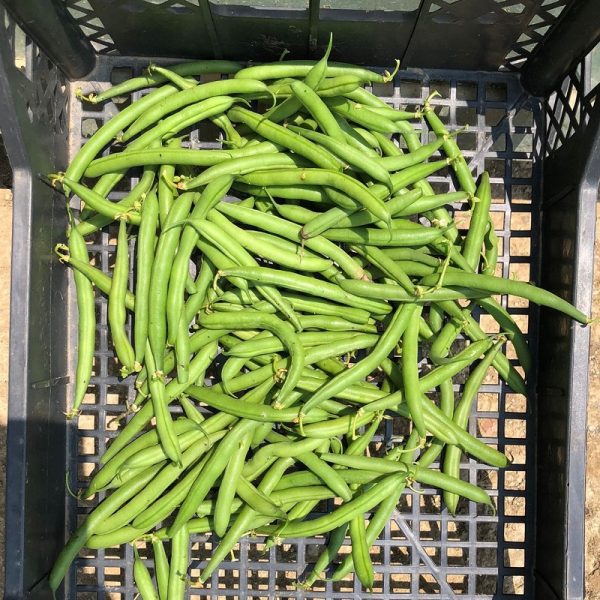 Box Fagiolini Verdi BIO Il Sogno Verde consegna a domicilio con Cosaporto