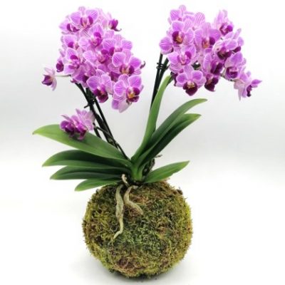 Kokedama di Phalaenopsis Le Koke di Cinthia consegna a domicilio con cosaporto