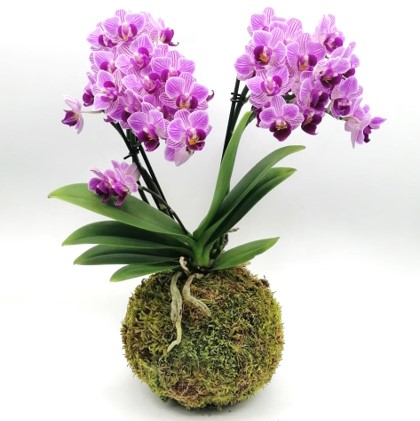 Kokedama di Phalaenopsis Le Koke di Cinthia consegna a domicilio con cosaporto
