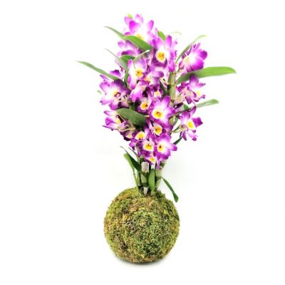 Le Koke Dendrobium