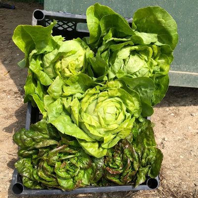 Box Insalata a scelta BIO Il Sogno Verde consegna a domicilio con Cosaporto