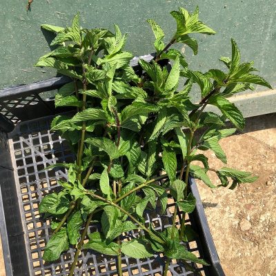 Box Menta BIO Spicata Il Sogno Verde consegna a domicilio con Cosaporto