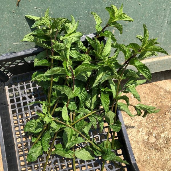 Box Menta BIO Spicata Il Sogno Verde consegna a domicilio con Cosaporto