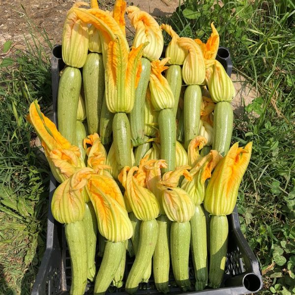 Box Zucchini Alberello di Sarzana BIO Il Sogno Verde consegna a domicilio con Cosaporto