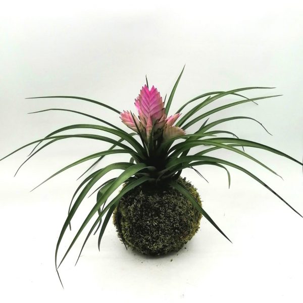 Kokedama_Tillandsia_LeKoke_Cosaporto