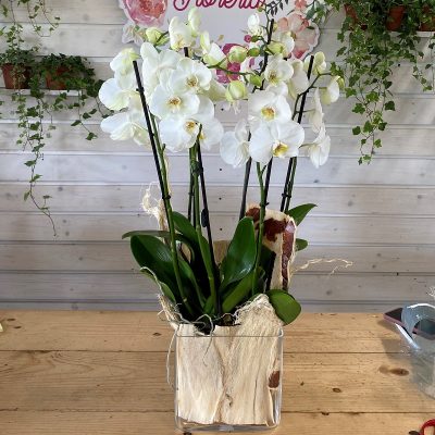 Tris di orchidee in vaso di vetro La Fioreria consegna a domicilio con Cosaporto