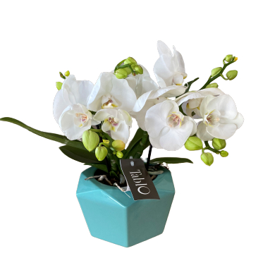 Orchidea Tablo con vaso a diamante La Fioreria consegna a domicilio con Cosaporto