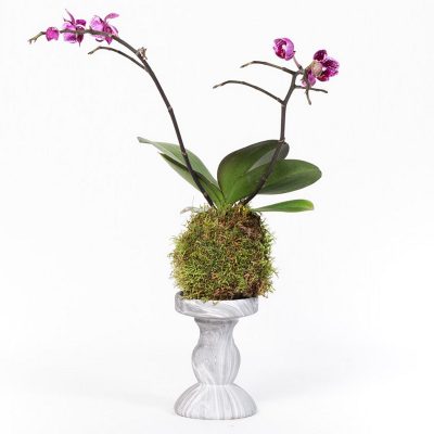 POTAKOKEDAMA Rosalba Piccinni Mercato Centrale consegna