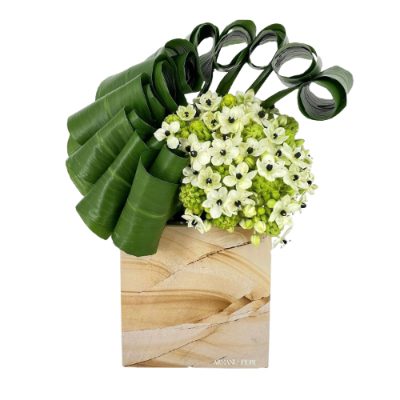 Composizione floreale di Ornitogallo e Aspidistra Armani / Fiori consegna a domicilio con Cosaporto