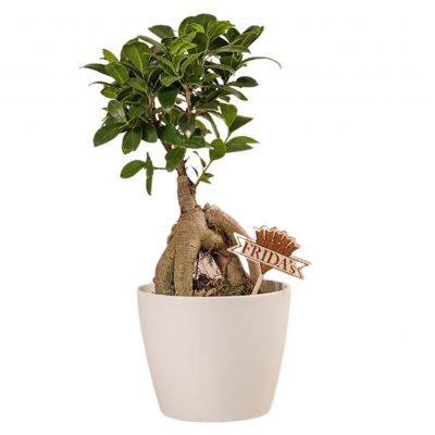 Le novità Green di Frida's Torino consegna a domicilio con Cosaporto