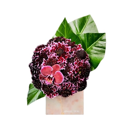 Composizione floreale di Scabiosa e Phalaenopsis Armani / Fiori consegna a domicilio con Cosaporto