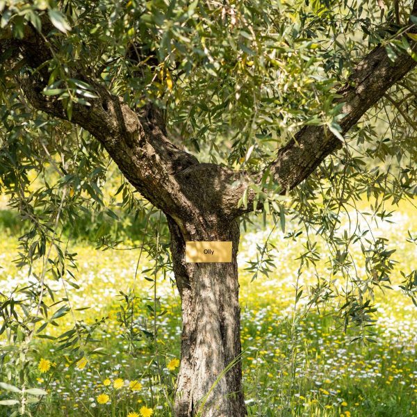 Adotta un ulivo Palazzo di Varignana consegna a domicilio con cosaporto