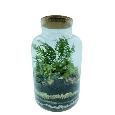 Terrarium Le Koke di Cinthia consegna a domicilio con cosaporto