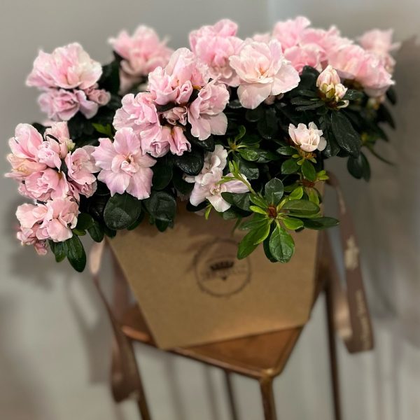 Azalea "Per la mia Mamma" Frida's consegna a domicilio con Cosaporto