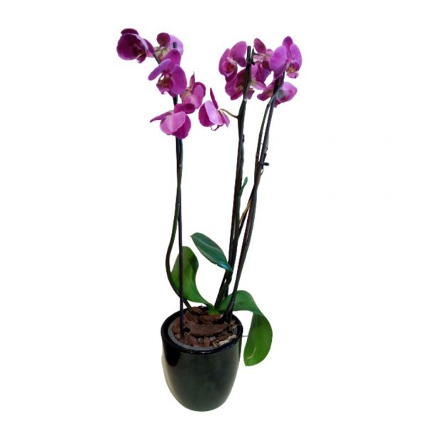 Orchidea con vaso in ceramica Frida's Milano consegna a domicilio con cosaporto