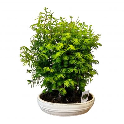 Bonsai di Metasequoia Frida's consegna a domicilio con Cosaporto