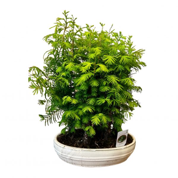 Bonsai di Metasequoia Frida's consegna a domicilio con Cosaporto