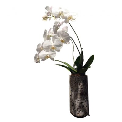 Orchidea di Lago con vaso a scelta Potafiori consegna a domicilio con cosaporto