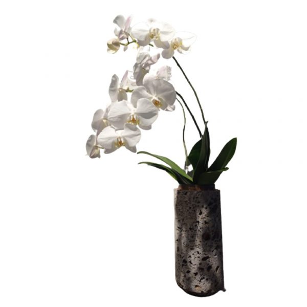 Orchidea di Lago con vaso a scelta Potafiori consegna a domicilio con cosaporto